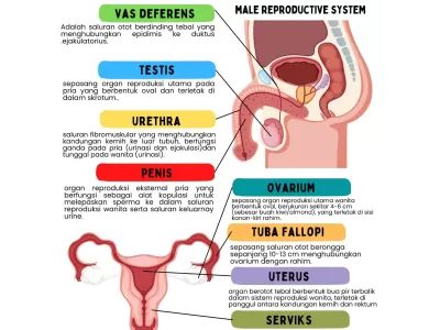 SISTEM REPRODUKSI